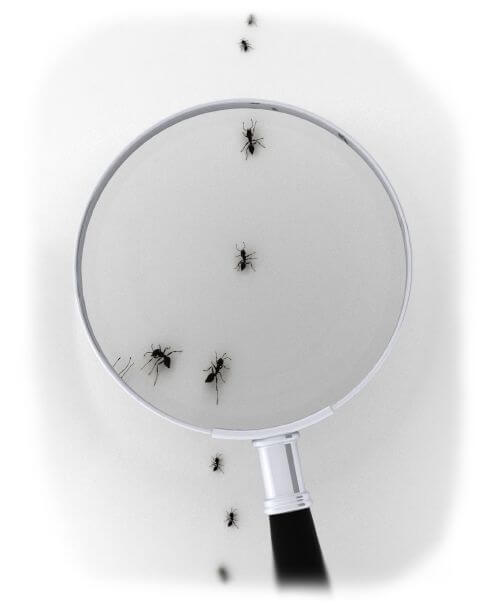 ants examined under magnifying glass