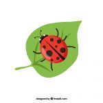 ladybug on leaf