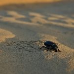 a black beetle in beige colored sand