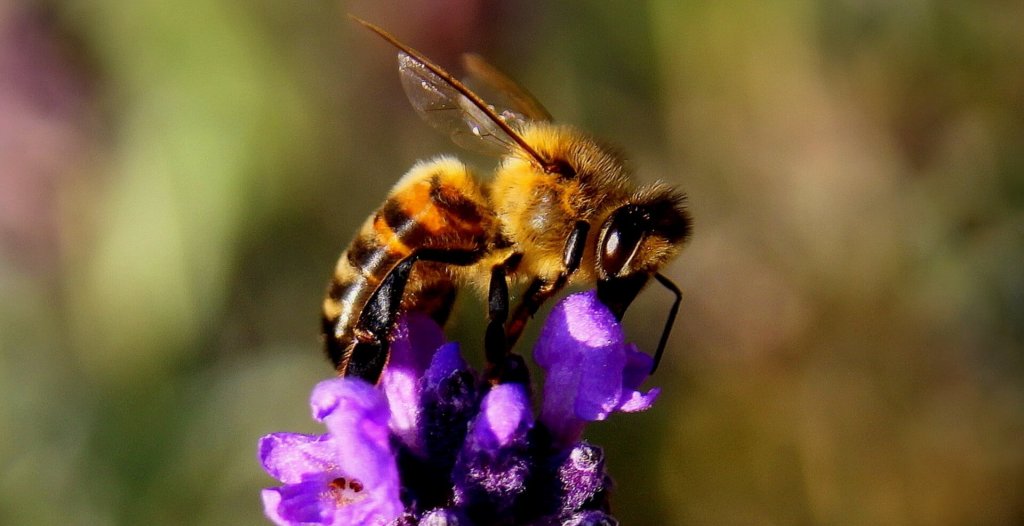 Wacky Pest Wednesday: Bees