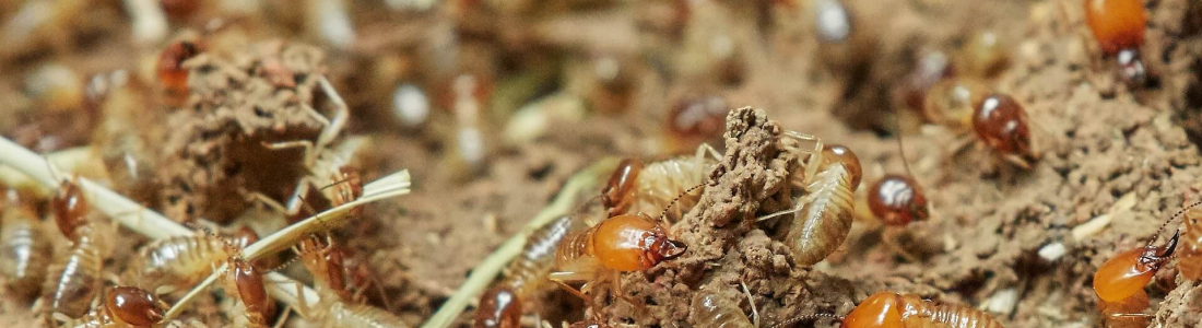 Common Signs of Termite Invasion