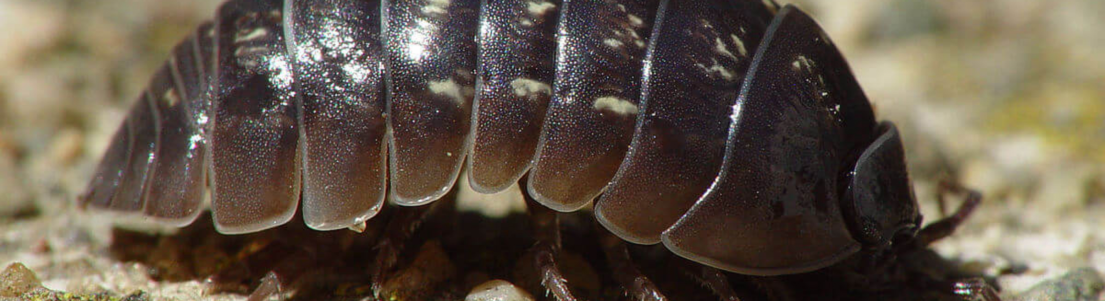 Wacky Pest Wednesday: Roly Pollies